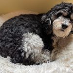 IMG_4732-dog-950x730