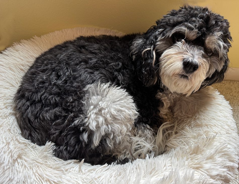 dog laying in bed looking sad